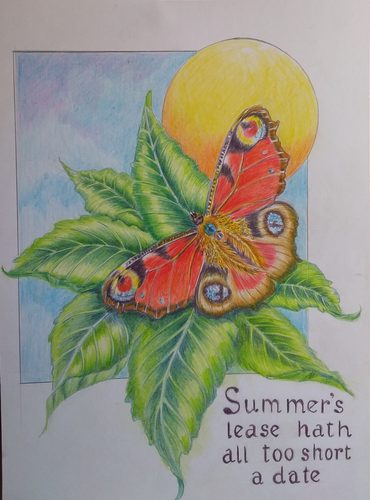 Chris B, Peacock butterfly, coloured pencils.